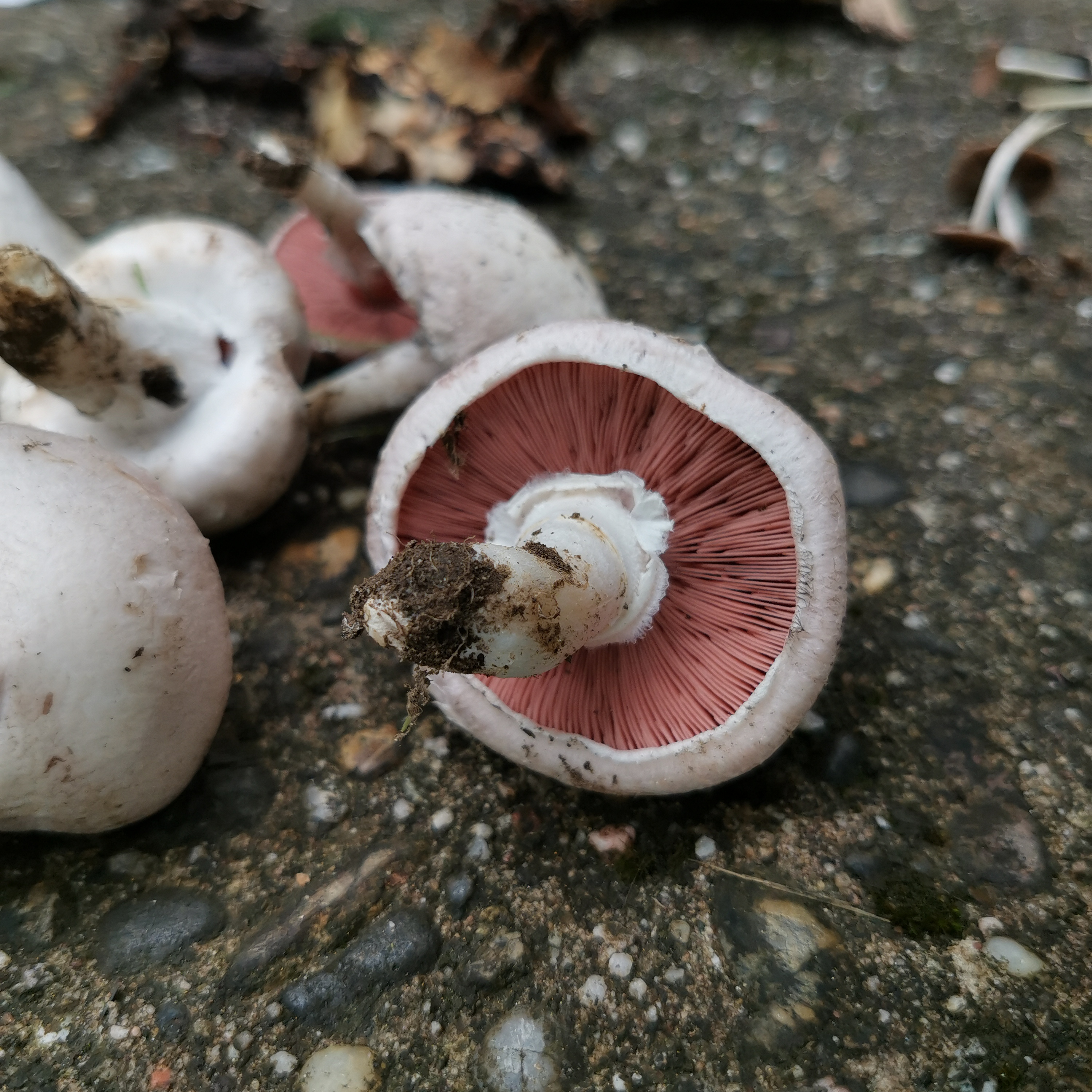 Pilzerlebnistag
