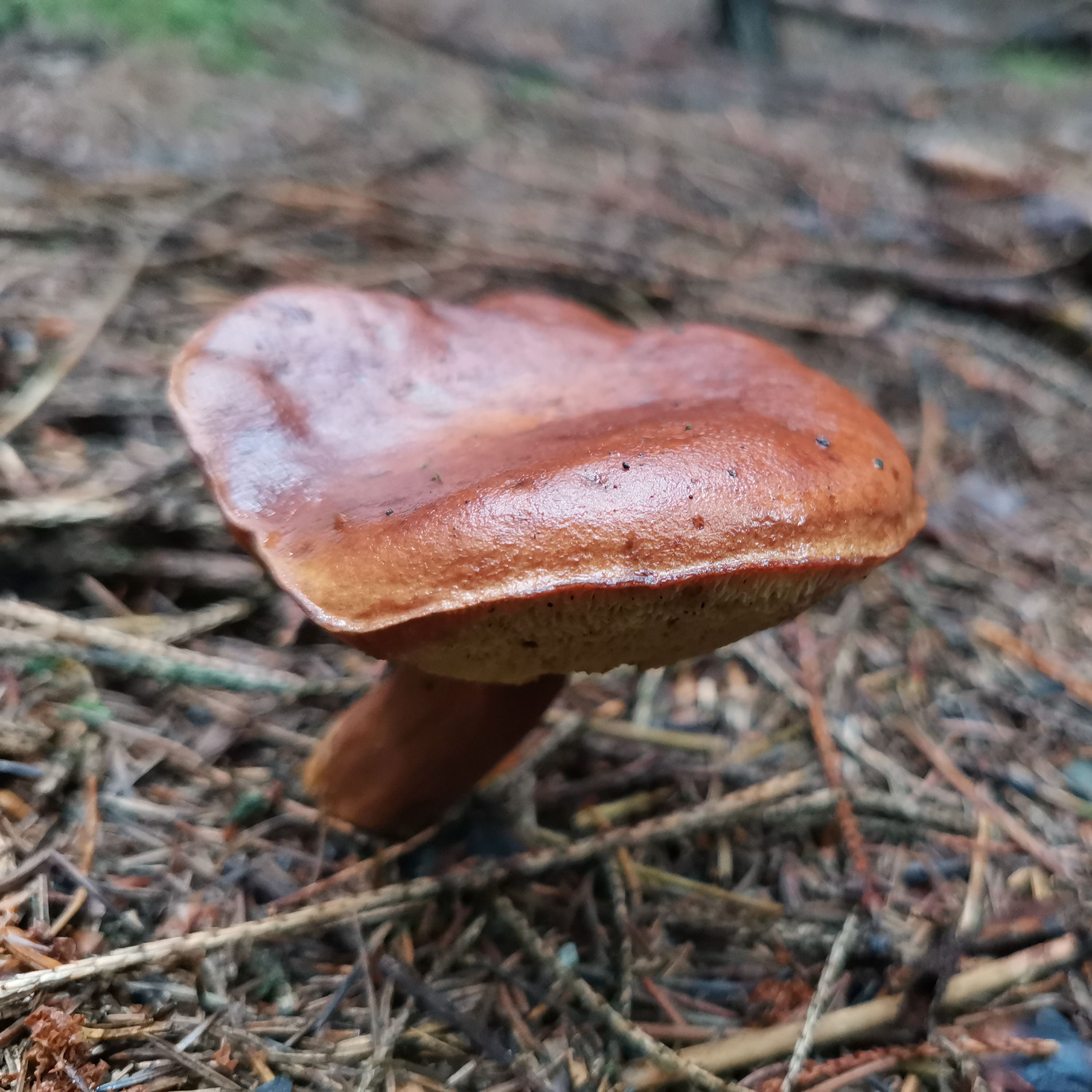 Pilzerlebnistag