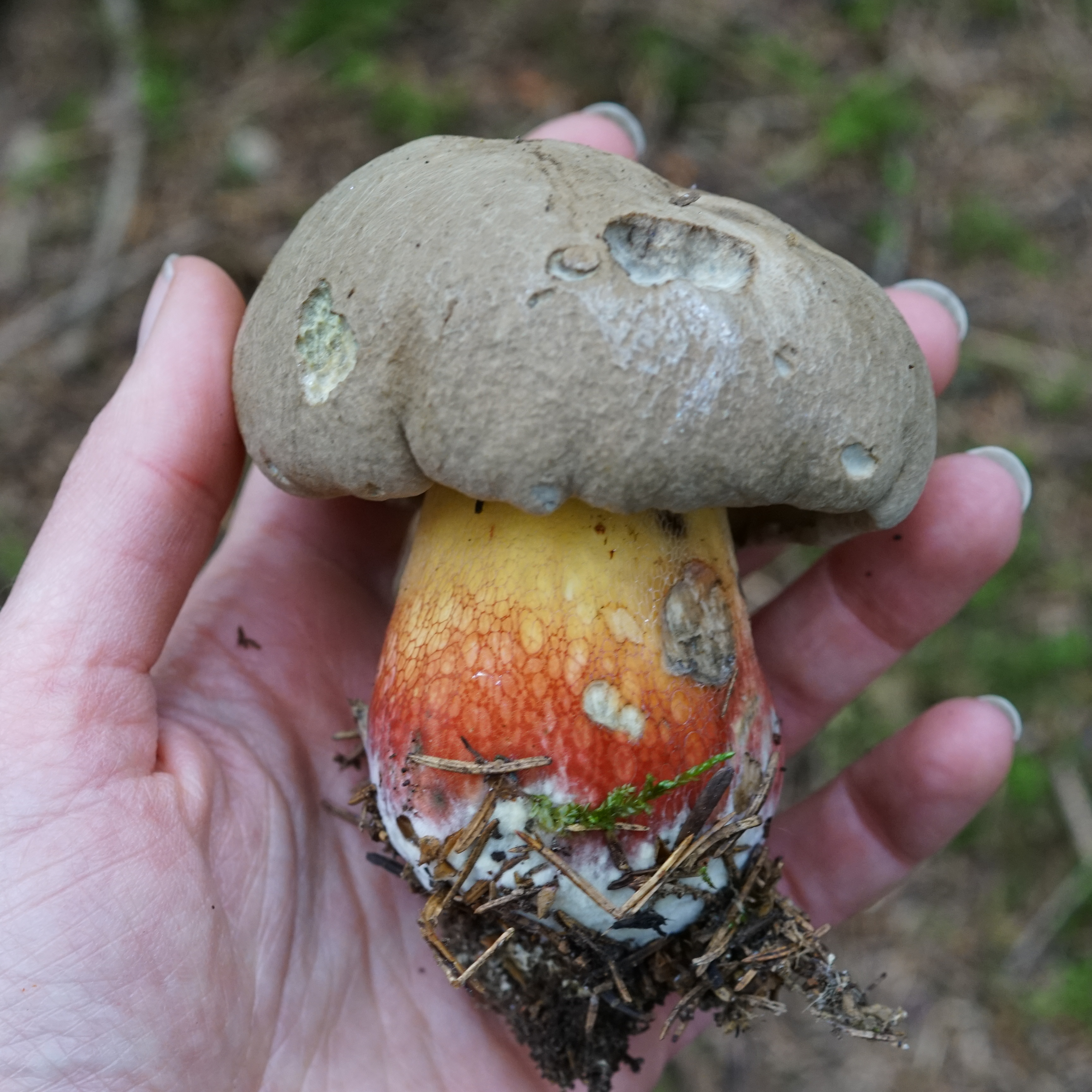 Pilz Erlebnistag 