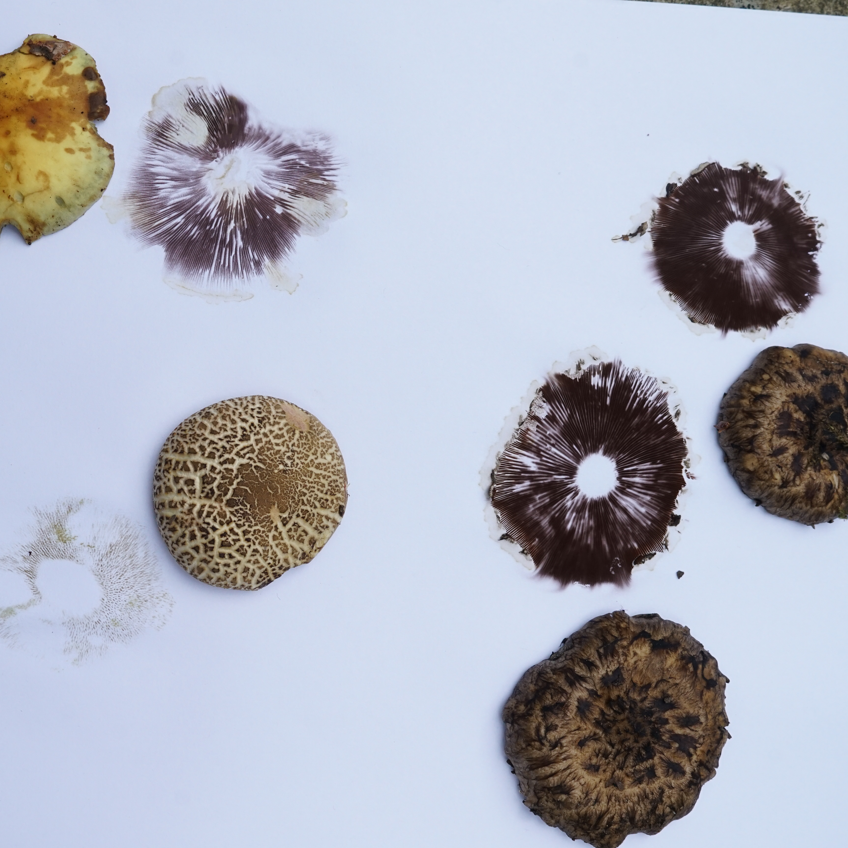 Pilz Erlebnistag 