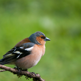 Vogelwanderung Odenwald